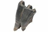 Fossil Woolly Rhino (Coelodonta) Tooth - Siberia #210653-3